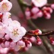 介绍一款“微乐麻将怎么开免费的挂(外卦神器下载)