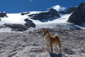 介绍一款“微乐辅助器免费版3.0”(原来确实是有挂)