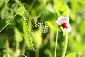 推荐一款“海神众娱拼三张辅助”全程揭秘开挂教程
