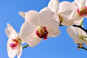 推荐教程“手机麻将通用挂”(原来确实是有挂)