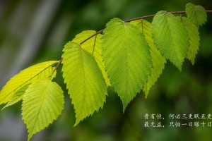 3分钟教程“中至麻将开挂神器免费(外卦神器下载)