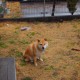 科普实测“海贝之城辅助”(原来确实是有挂)