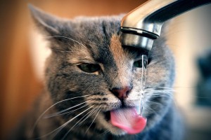 玩家必备攻略“微信小程序辅助器”爆光开挂猫腻